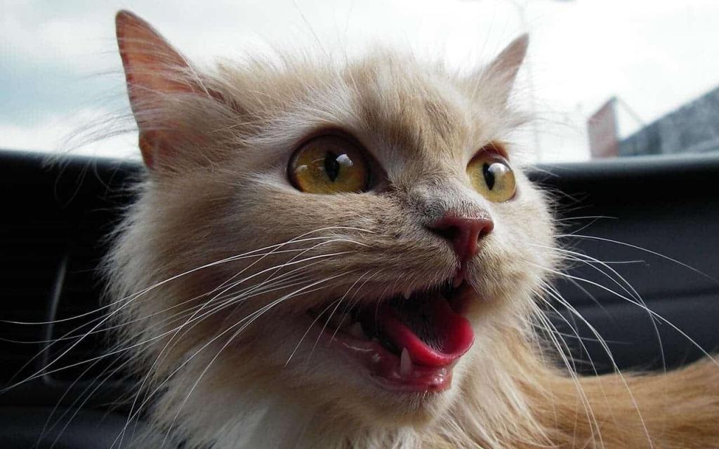 Close-up of a fluffy cat with pale orange and white fur, wide open golden eyes, an open mouth with visible tongue, and long whiskers. The cat appears to be in a car, with a blurred background including part of a window and the sky.